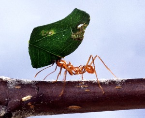 Leaf-cutting_ant